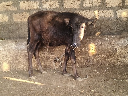 થંબનેલ 2