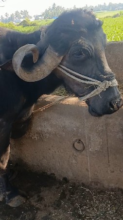 આ.ભેશવેશવાનિછે