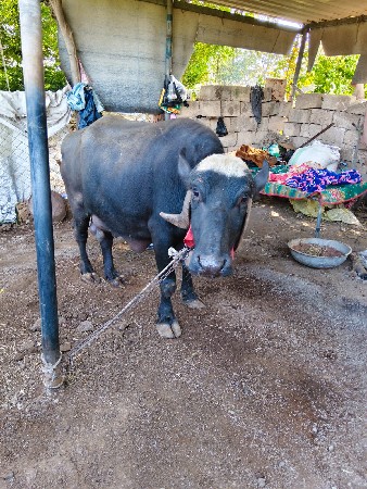 ભેસ વેસ વાની છે સાવ સોજી છે