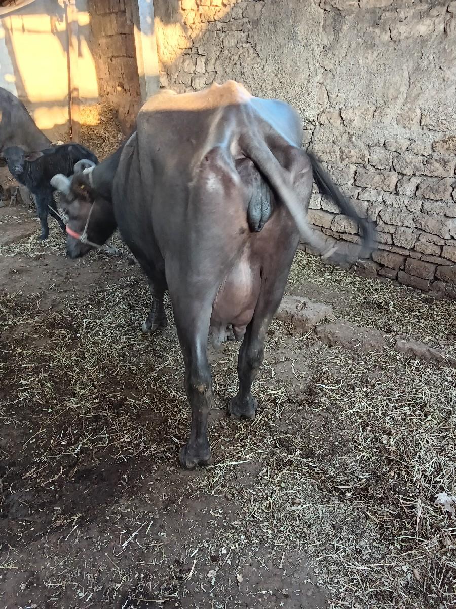 થંબનેલ 3