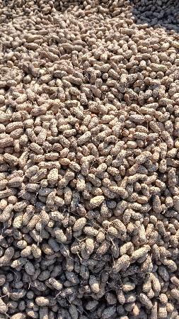 જી -20 મગફળી નું બિયારણ