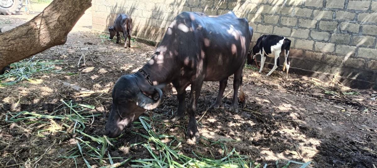 ભેંસ વેચવાની બીજુ વેતર