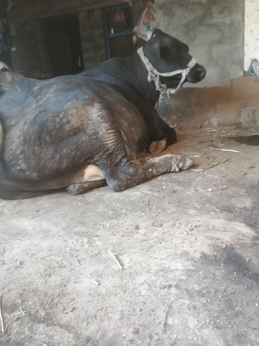 ગાયવેસવાનીસે