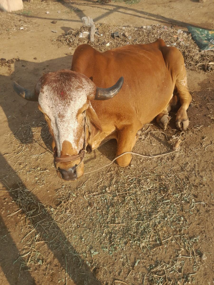 थंबनेल 2