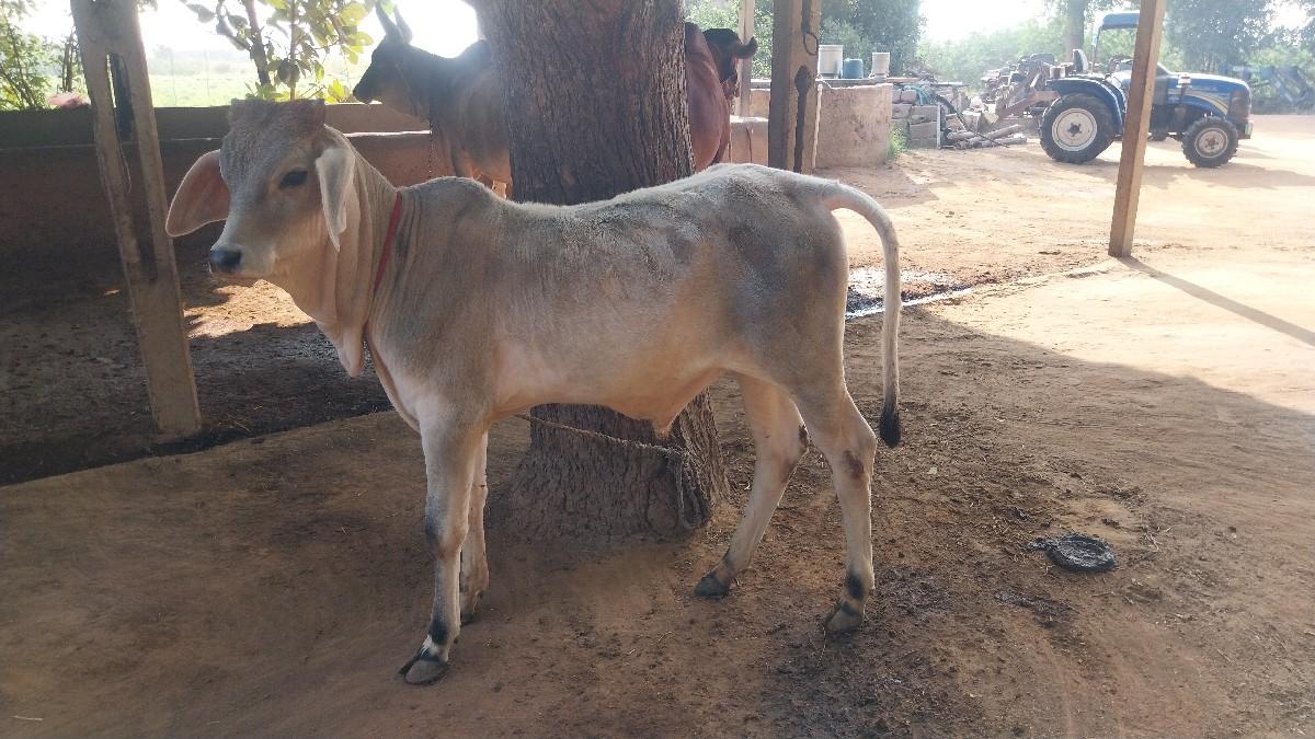 થંબનેલ 2