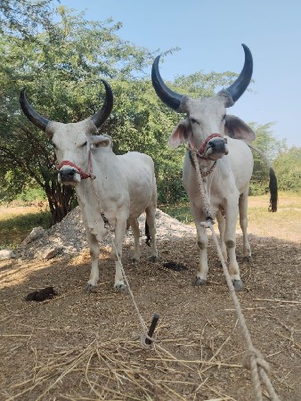 थंबनेल 2