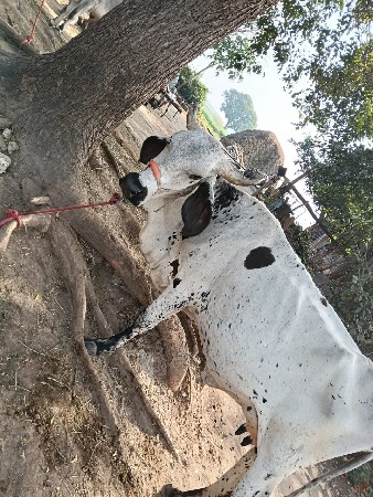 ગાય વેચવાની છે.