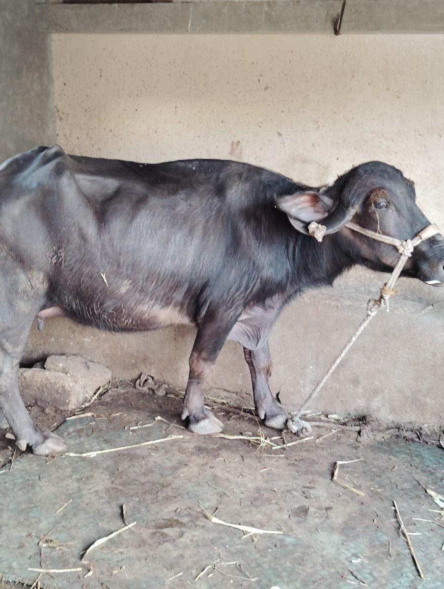 थंबनेल 2