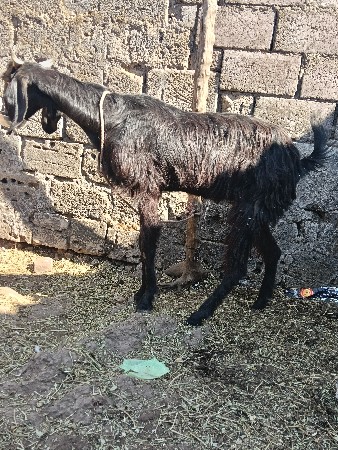 थंबनेल 2