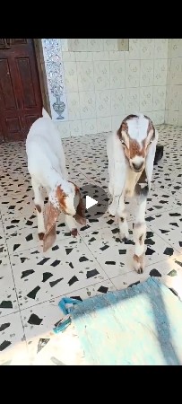 2 પાથડી એક બોક્ડો