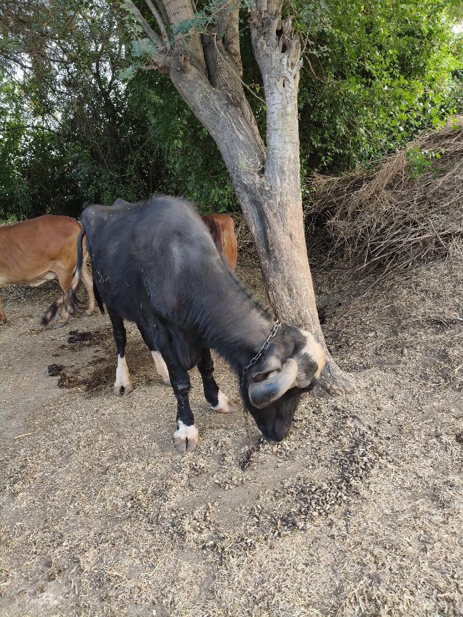 થંબનેલ 2