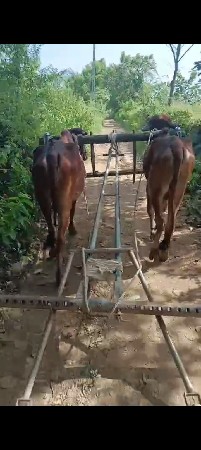 આ    ઘોઢલા  વેચવાના છે