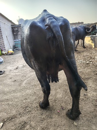 થંબનેલ 2