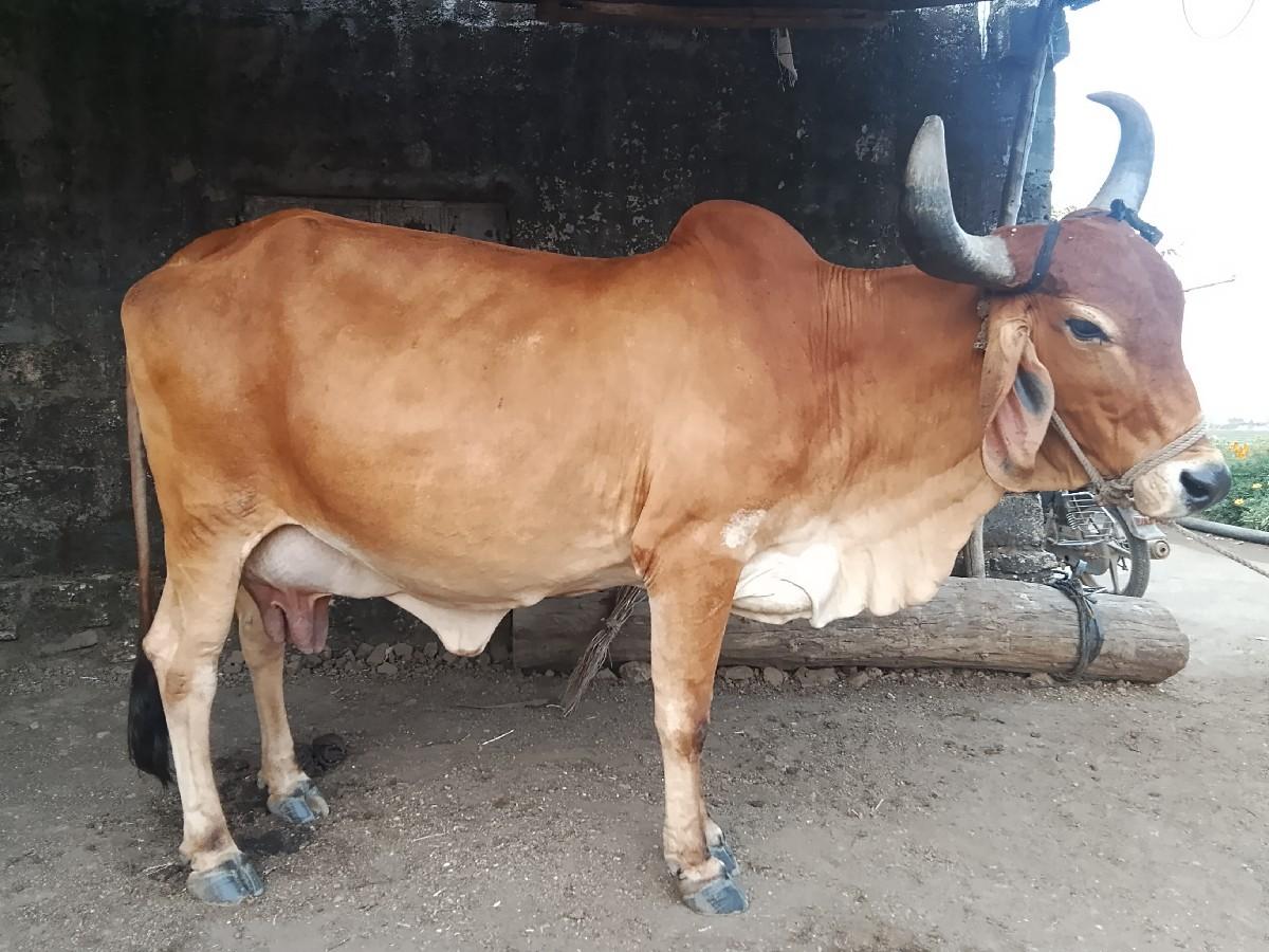 थंबनेल 2