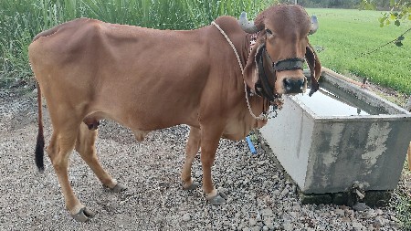 થંબનેલ 2