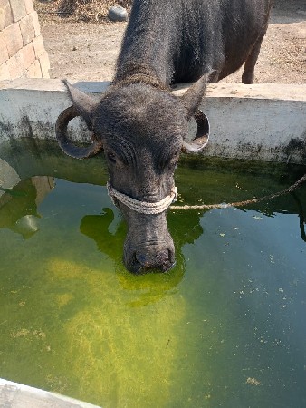 ભેંશ વેચવા ની છે