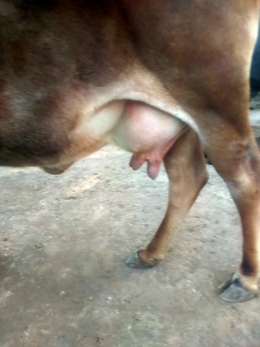 ગાયને નવમો મહિનો છે