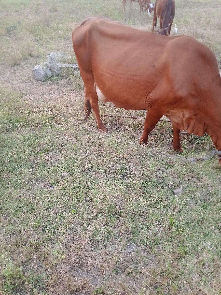 જશી   ગાય વેચવાનીછે