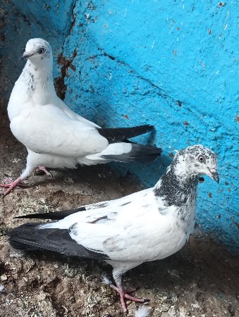 थंबनेल 2