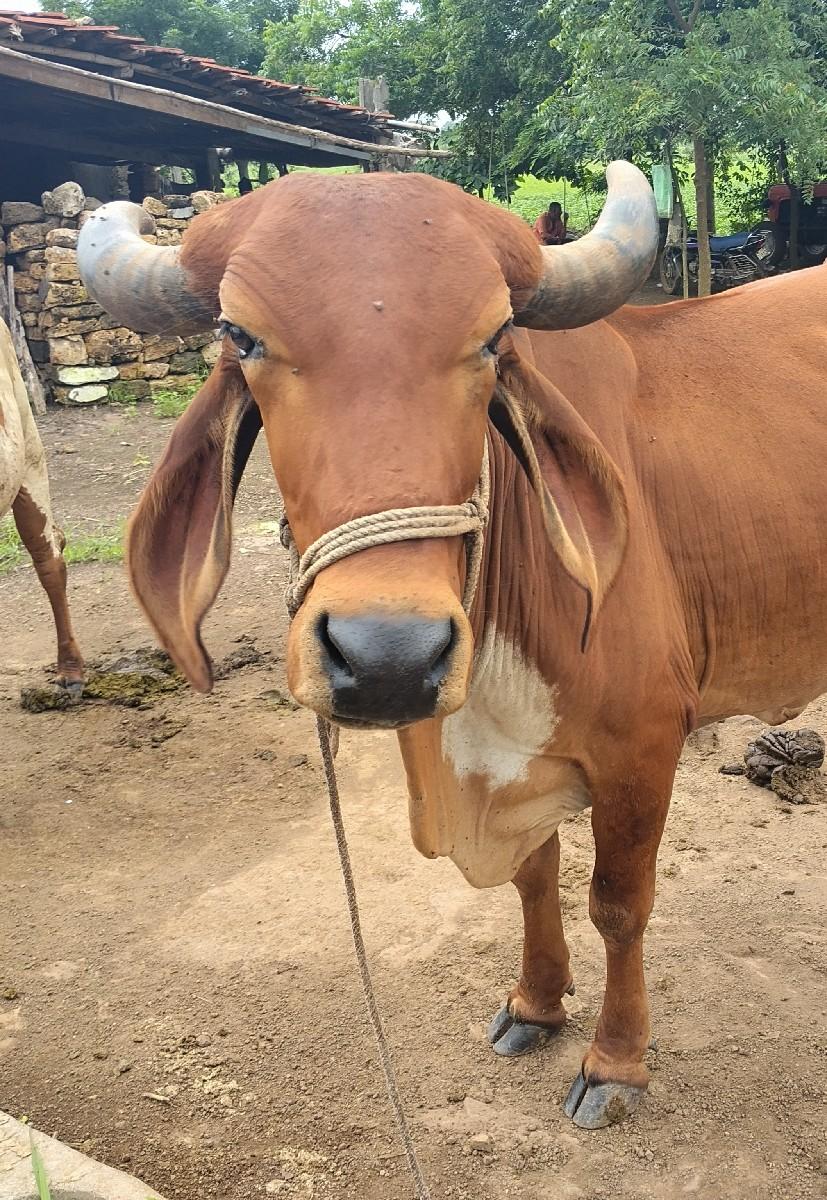 થંબનેલ 2