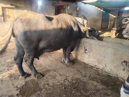 थंबनेल 3