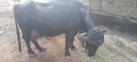 थंबनेल 3