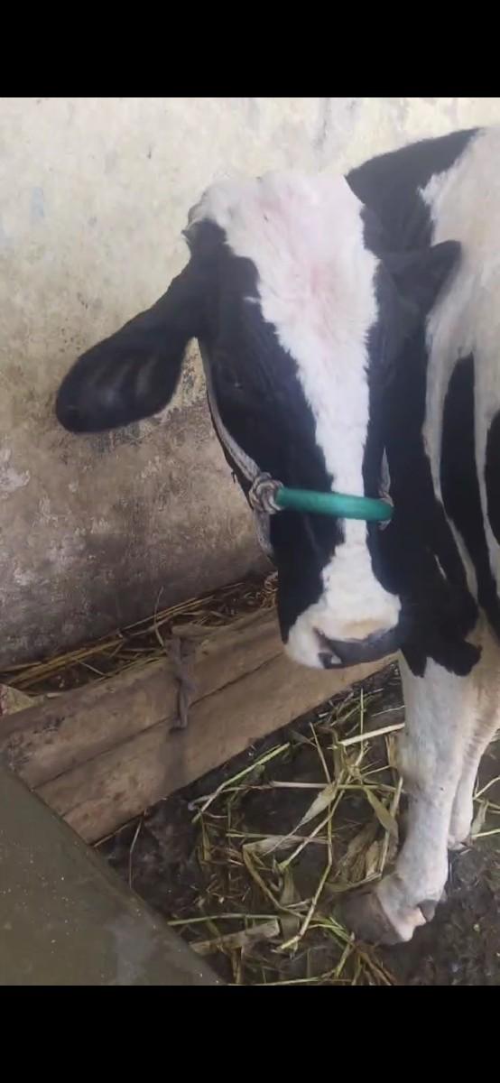 બૌઙી બાવલી