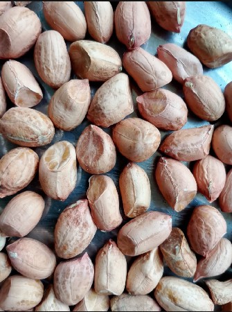 માંડવી બીયારણ માં આપવા ની છે