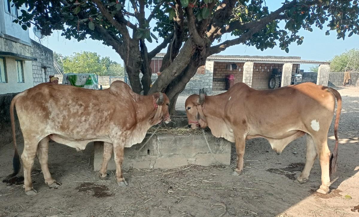 थंबनेल 2