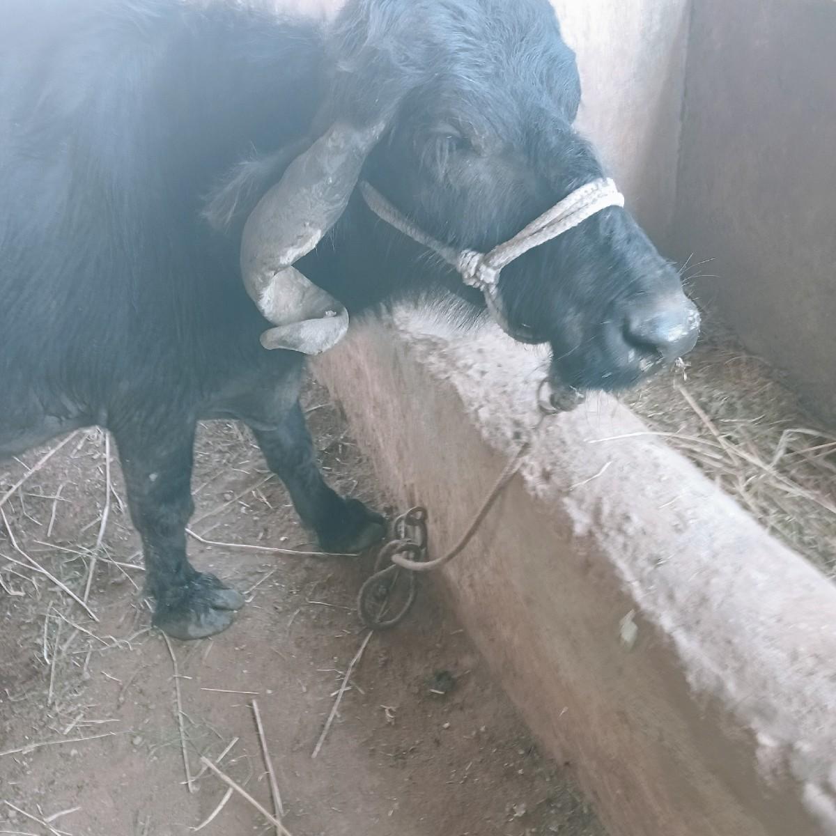 ભેંશ વેચવાની છે