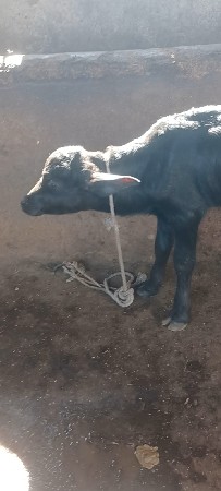 ખડેલી વેચવા ની છે