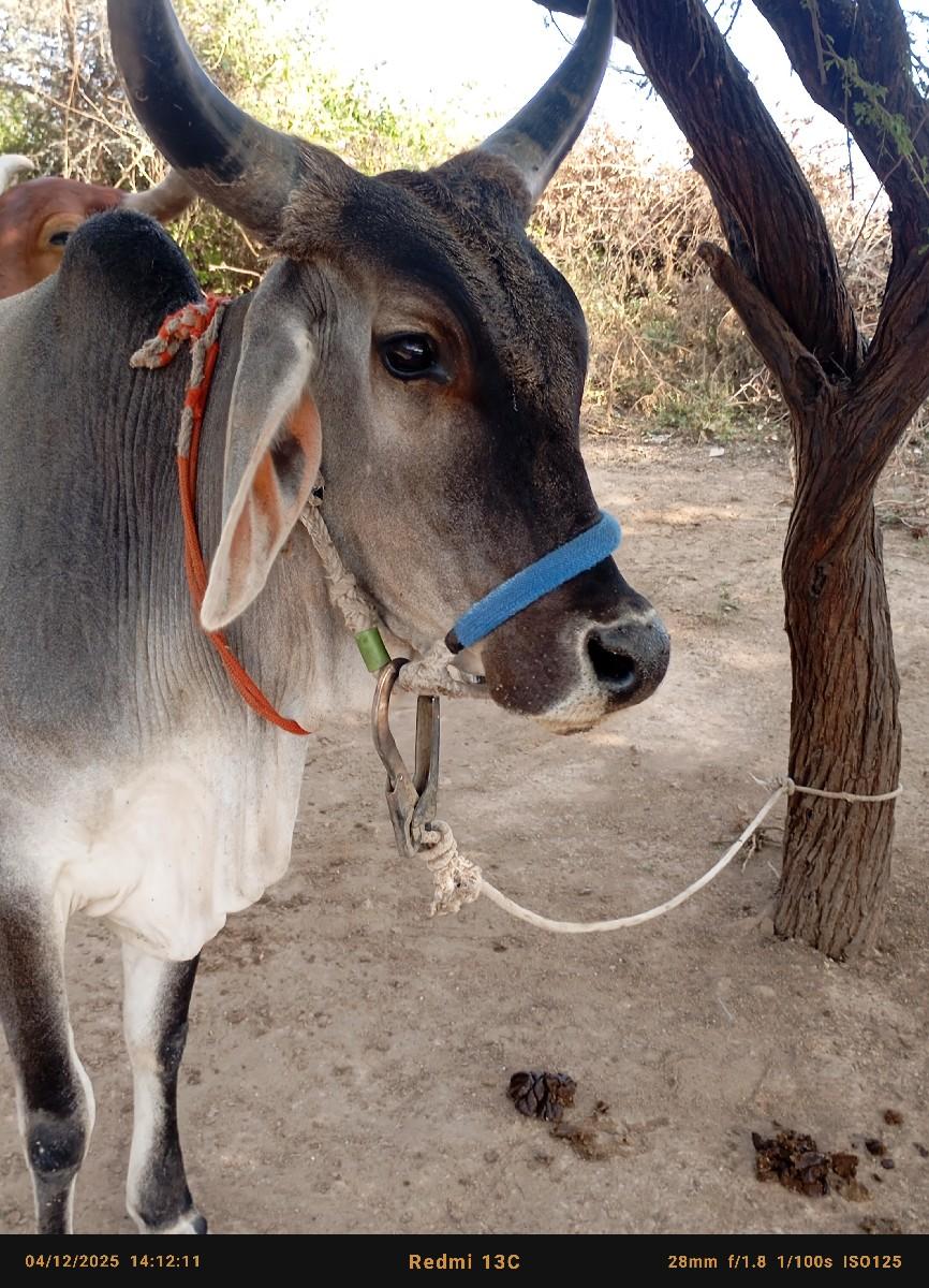 થંબનેલ 2