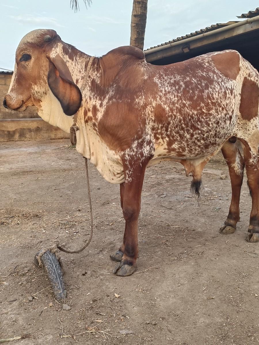 थंबनेल 3