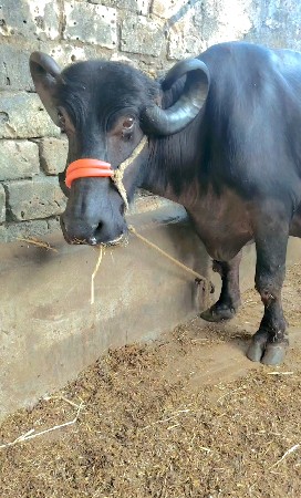 થંબનેલ 3