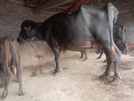 પારેટ ભેસ વેચવાની છે