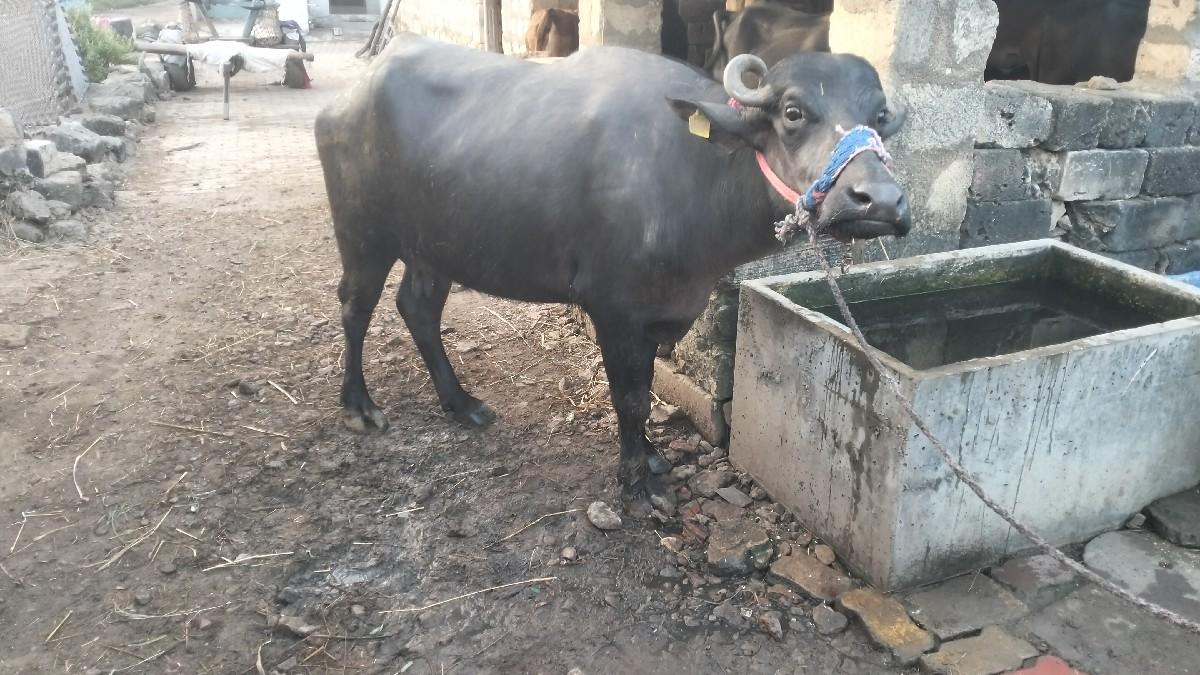 થંબનેલ 1