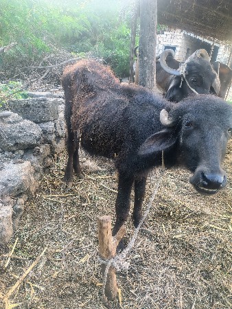 थंबनेल 2