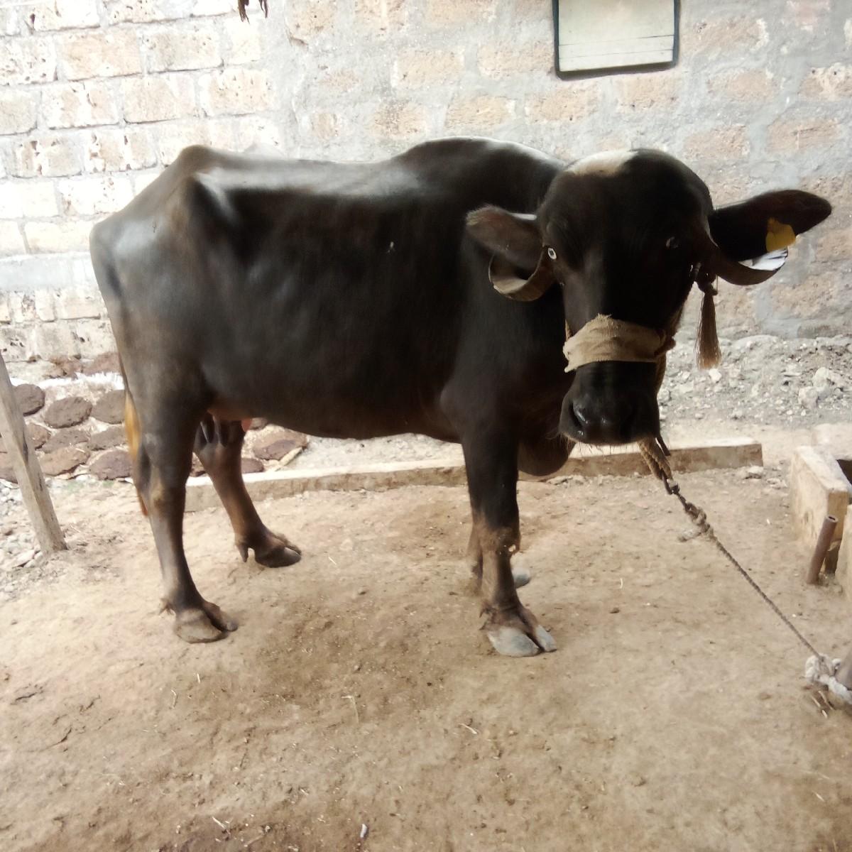 થંબનેલ 2