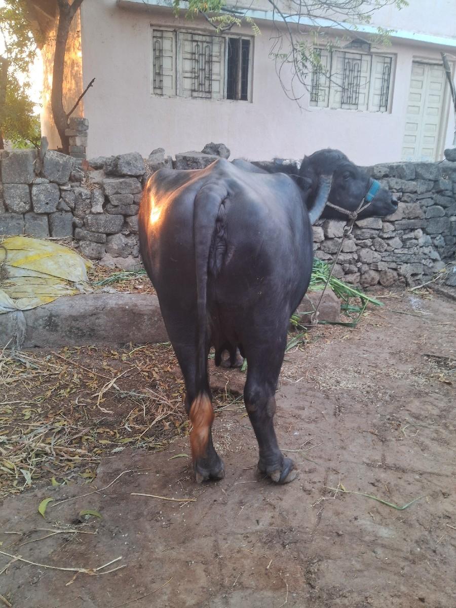 थंबनेल 5