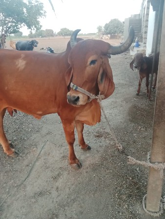 थंबनेल 2