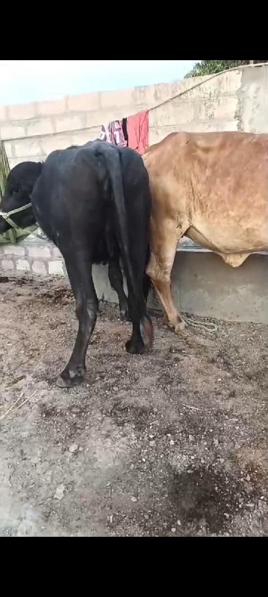 બેદાતેશે