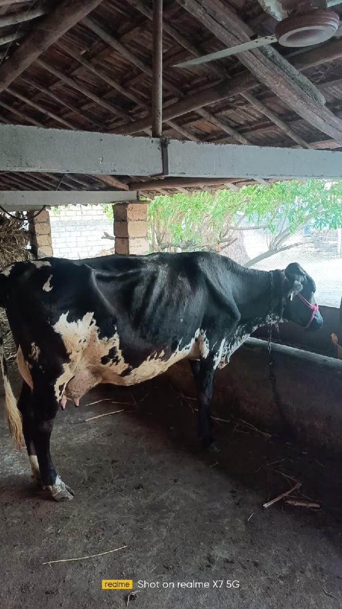 ગાય વેચવાની છે