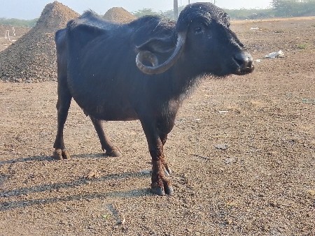 थंबनेल 2