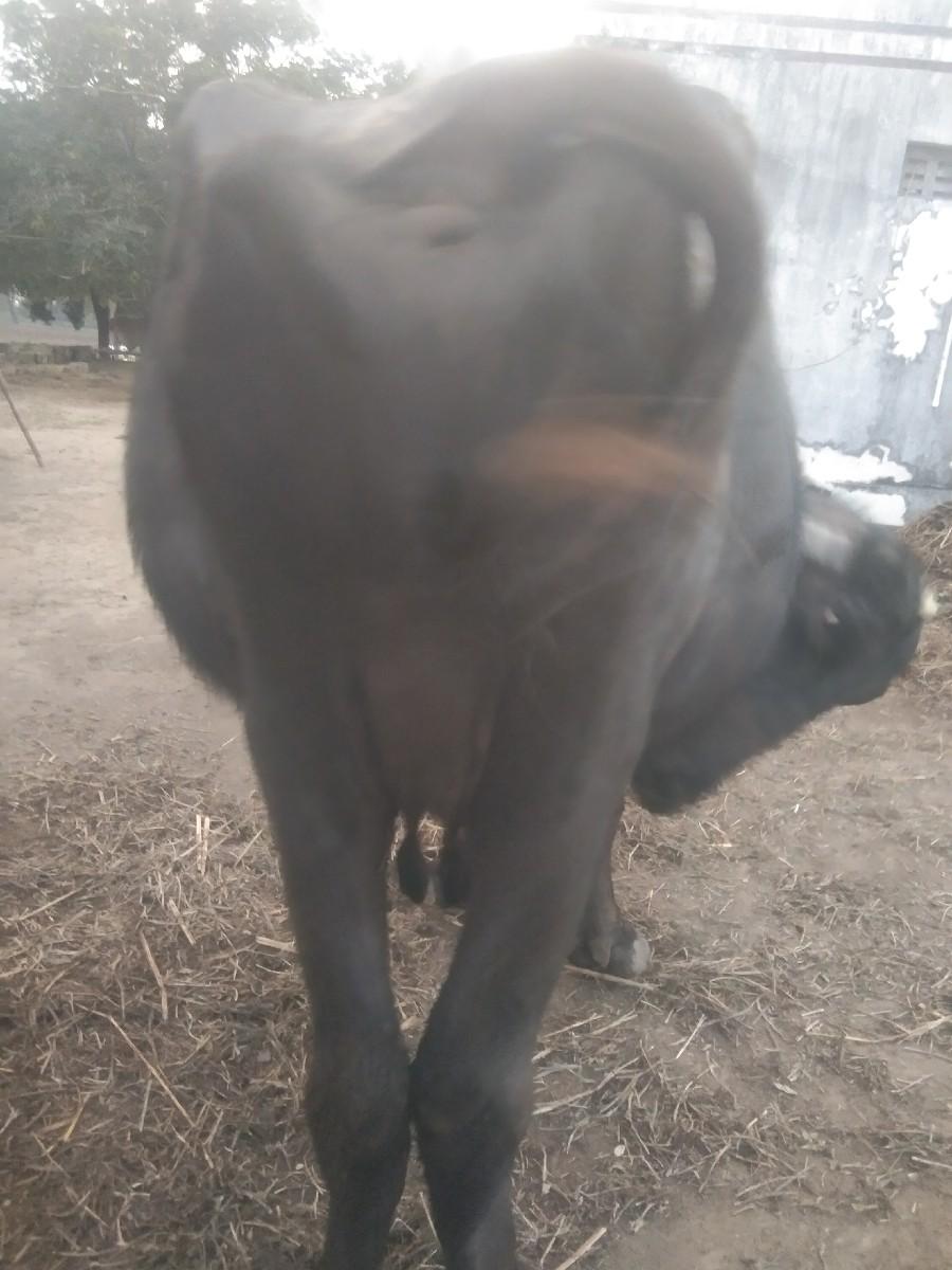 ભેંસ વેચવાની છે