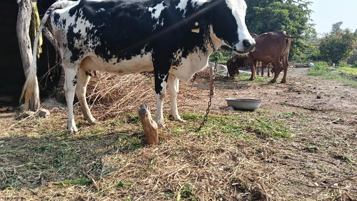 gay vesvani se jarsi