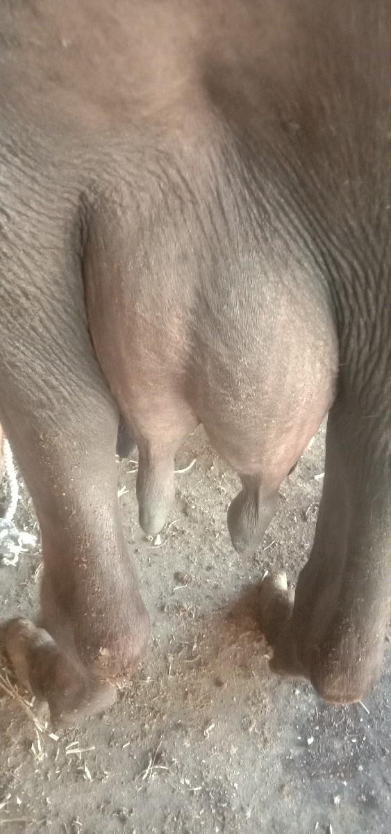 थंबनेल 4