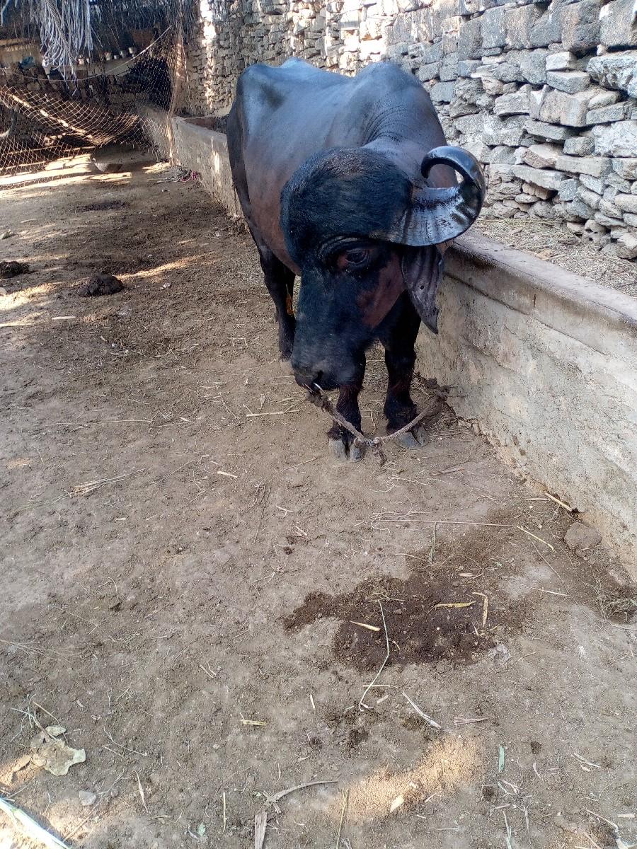 પાડો વેચવાનો છે