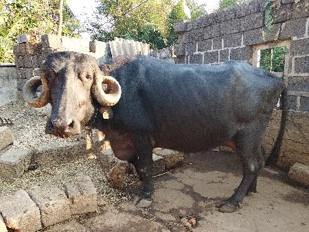 ભેંસ વેચવાની છે