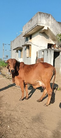 ગાય વેશવાની છે