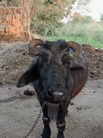 વેચવાની છે